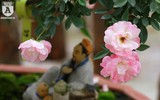 Ngắm hoa hồng bonsai trị giá cả trăm triệu đồng khoe sắc